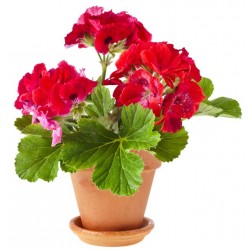 Sticker Fleur geranium pot rouge