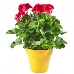 Sticker Fleur geranium rouge en pot