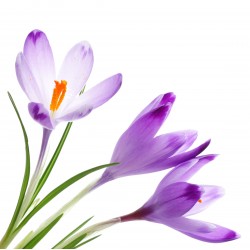 Sticker crocus violet