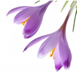 Autocollant crocus violet
