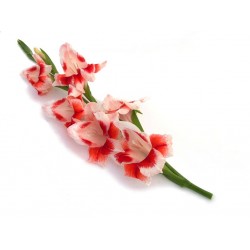 Sticker Fleur glaieuls rose rouge