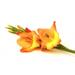 Sticker Fleur glaieuls orange jaune