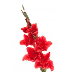Sticker Fleur glaieul rouge