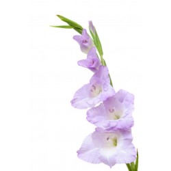 Sticker Fleur glaieuls violet