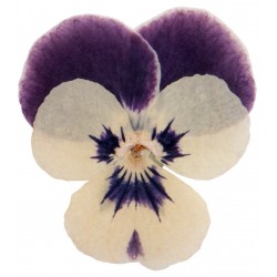 Sticker Fleur iris violet
