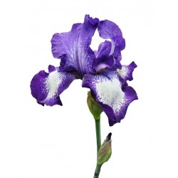 Sticker Fleur iris violet