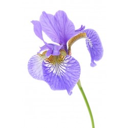 Sticker iris violet