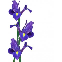 Autocollant mural iris