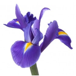 Autocollant Fleur iris violet