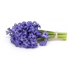 Sticker Fleur jacinthe violet