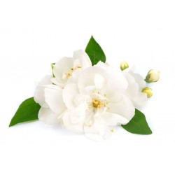 Autocollant Fleur jasmin blanc