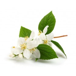 Sticker Fleur jasmin blanc