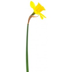 Autocollant jonquille jaune