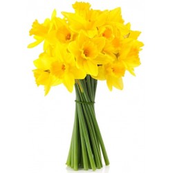 Sticker Fleur jonquille jaune bouquet