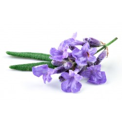 Sticker Fleur lavande
