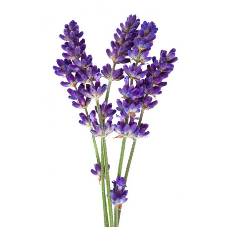 Sticker Fleur lavande