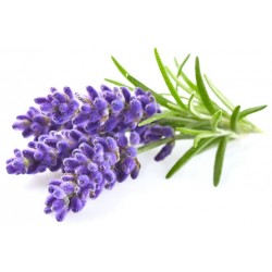Sticker lavande bouquet