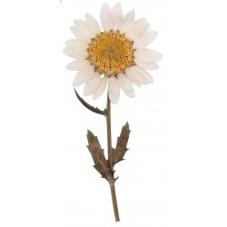 Autocollant Fleur marguerite