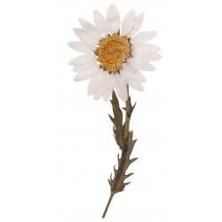 Sticker marguerite