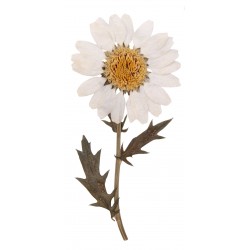 Sticker Fleur marguerite feuilles