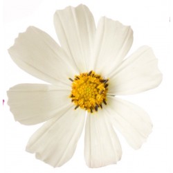 Sticker mural Fleur marguerite