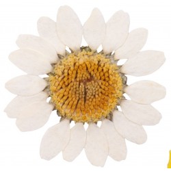 Sticker Fleur marguerite