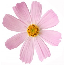 Sticker Fleur marguerite rose pastel