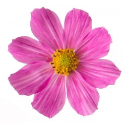 Sticker Fleur marguerite rose
