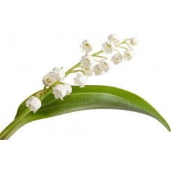 Sticker brin muguet blanc