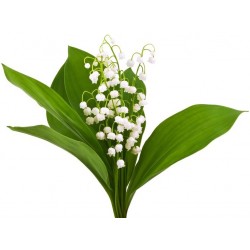 Sticker muguet brin