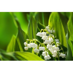 Sticker Fleur muguet panorama