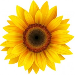 Autocollant Fleur tournesol jaune