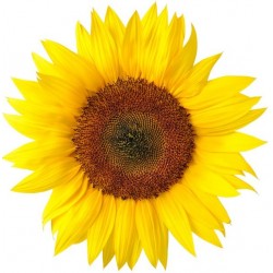 Sticker Fleur tournesol jaune