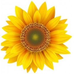 Autocollant Fleur tournesol