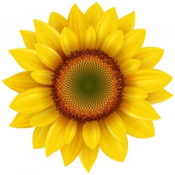 Sticker deco tournesol jaune