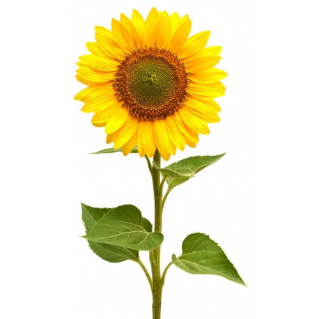 Sticker mural tournesol jaune