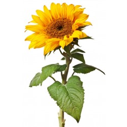 Sticker Fleur tournesol avec feuilles