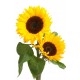 Autocollant mural Fleur tournesol jaune