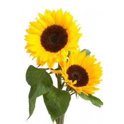 Autocollant mural Fleur tournesol jaune