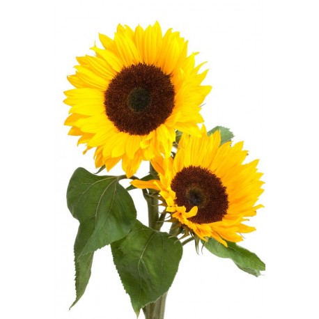 Autocollant mural Fleur tournesol jaune