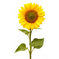 Autocollants muraux tournesol