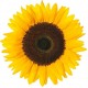 Sticker Fleur tournesol soleil