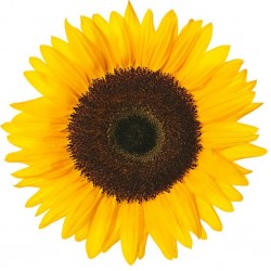 Sticker Fleur tournesol soleil