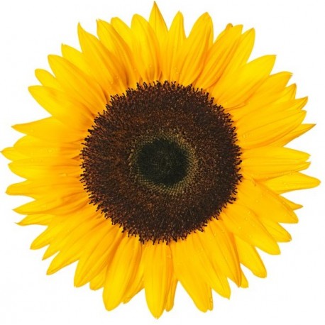 Sticker Fleur tournesol soleil