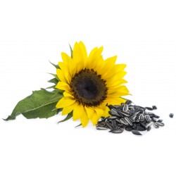 Autocollant tournesol jaune