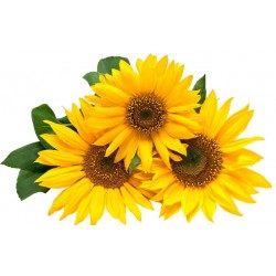 Sticker bouquet tournesol jaune