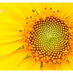 Sticker Fleur tournesol jaune