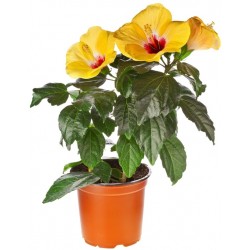 Sticker Fleur jaune pot