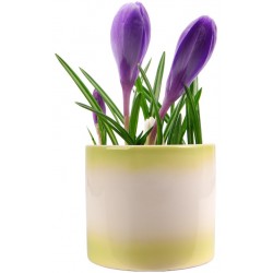 Sticker fleurs violet plante