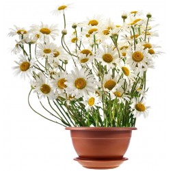 Sticker Fleur pot blanc paquerrette